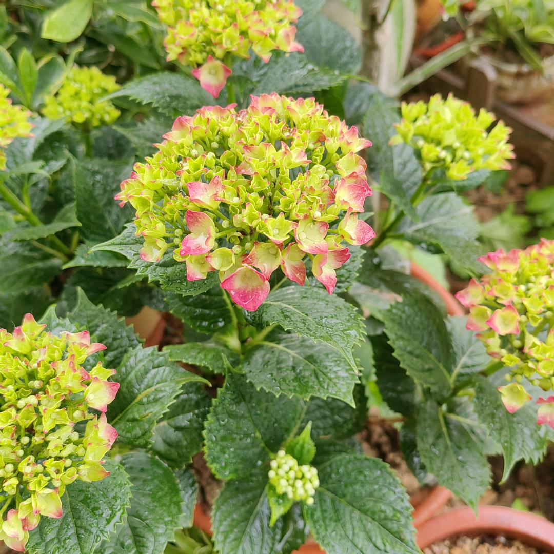 豆豆（不忘初心）