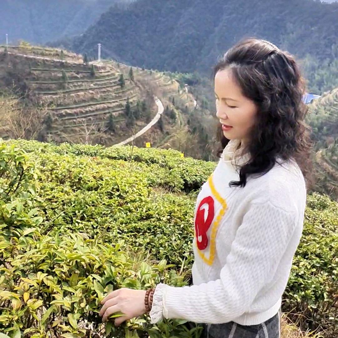 遇茗茶叶