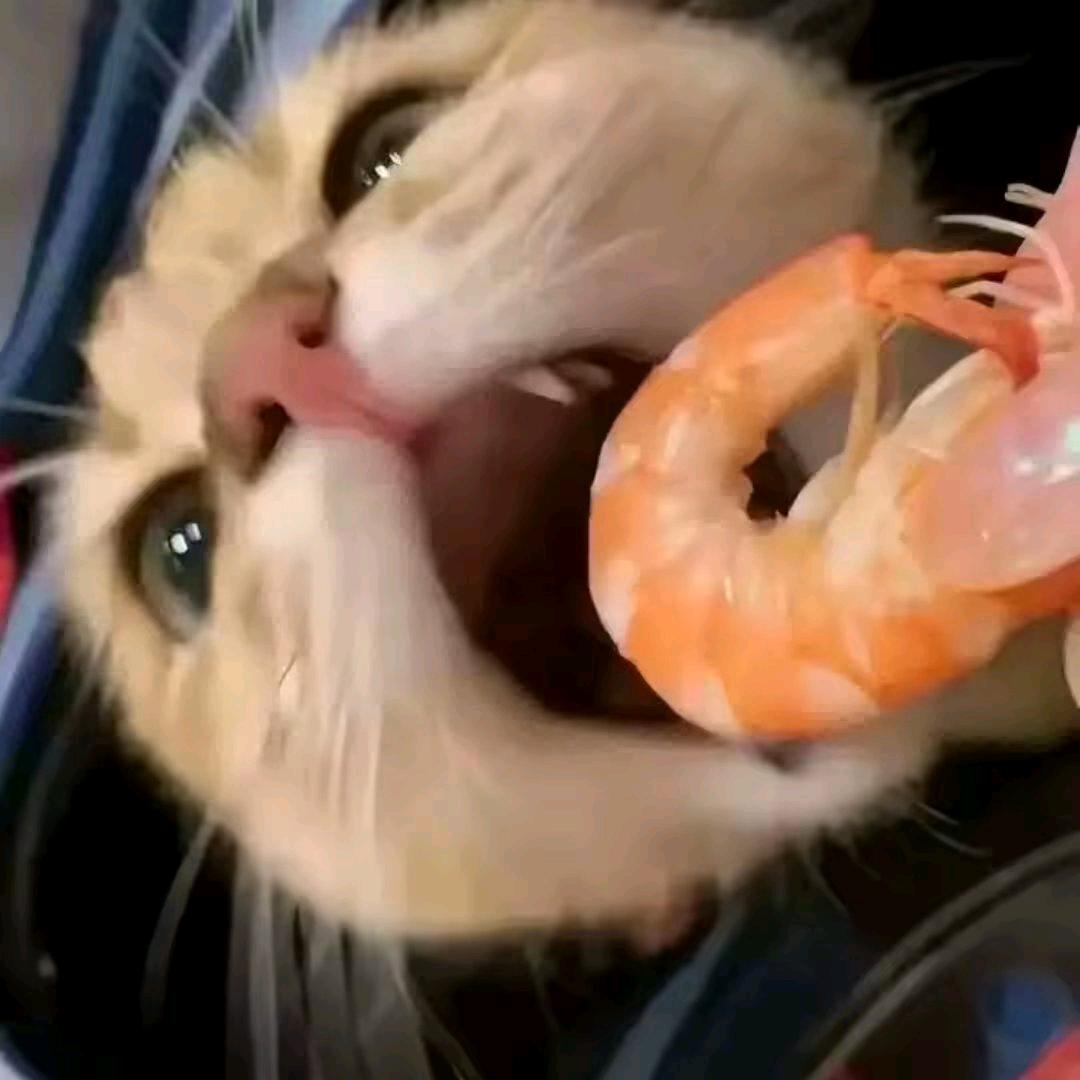 诺亚