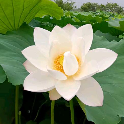说马文化
