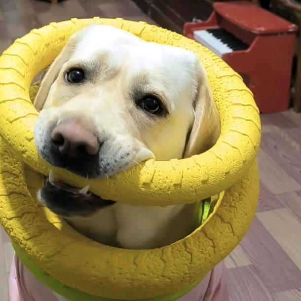 神犬思思