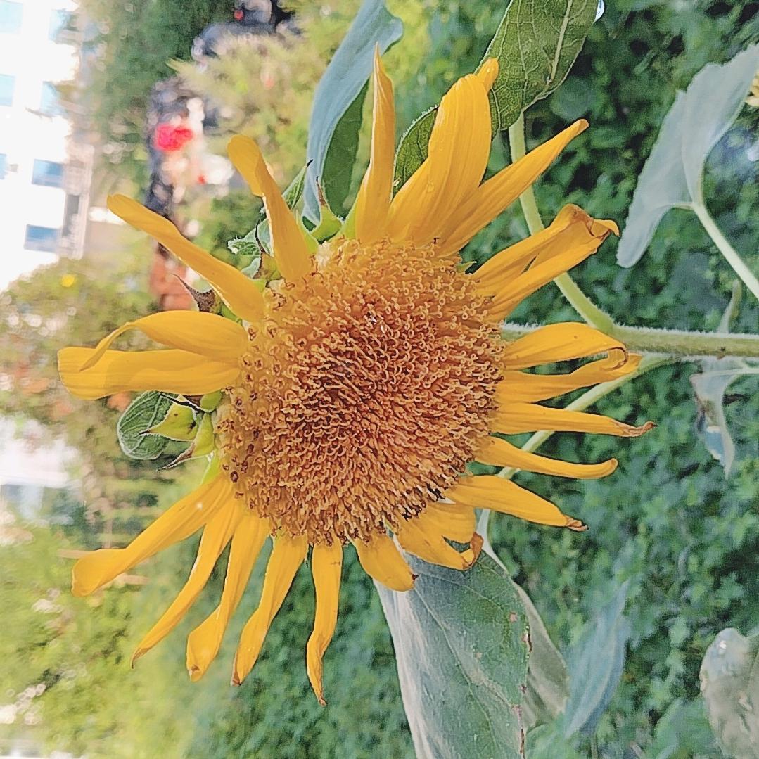 真情永不变