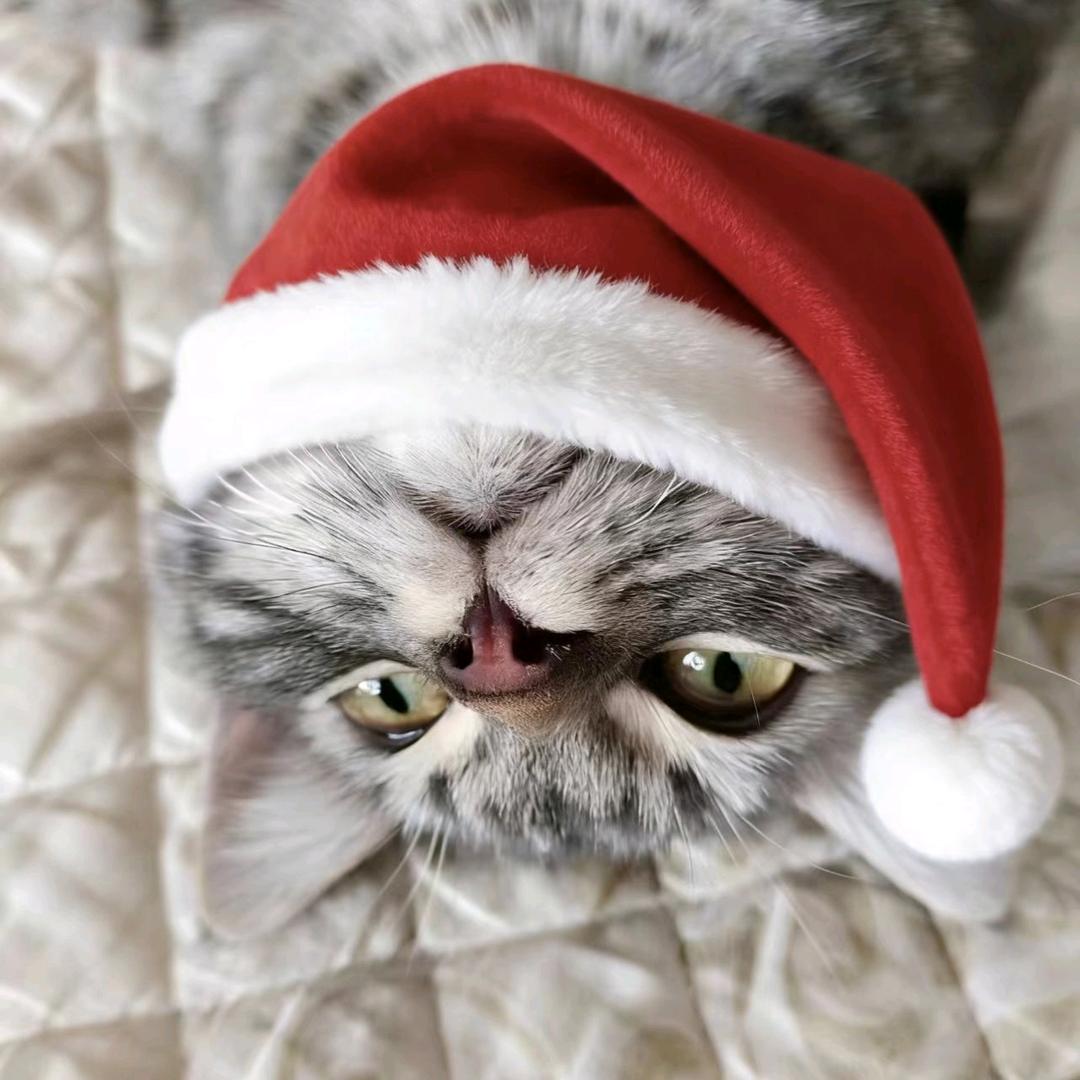 小灰灰（灰管家）👑