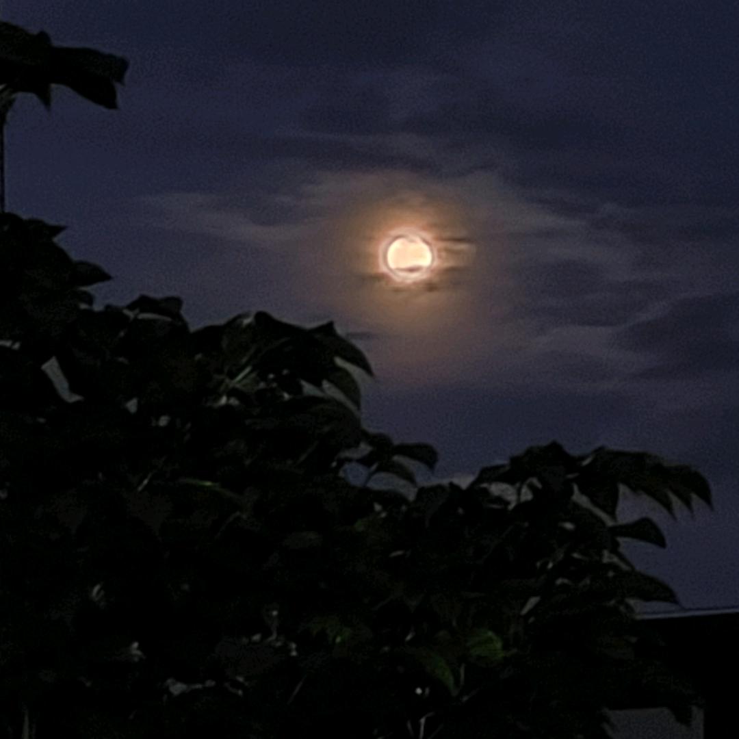 罒