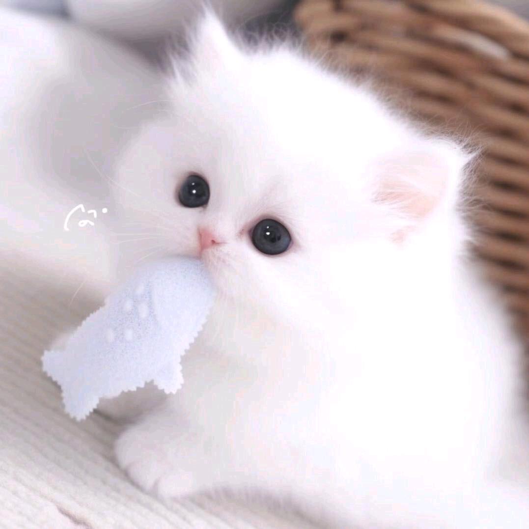 信簿