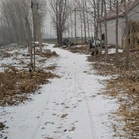 树叶