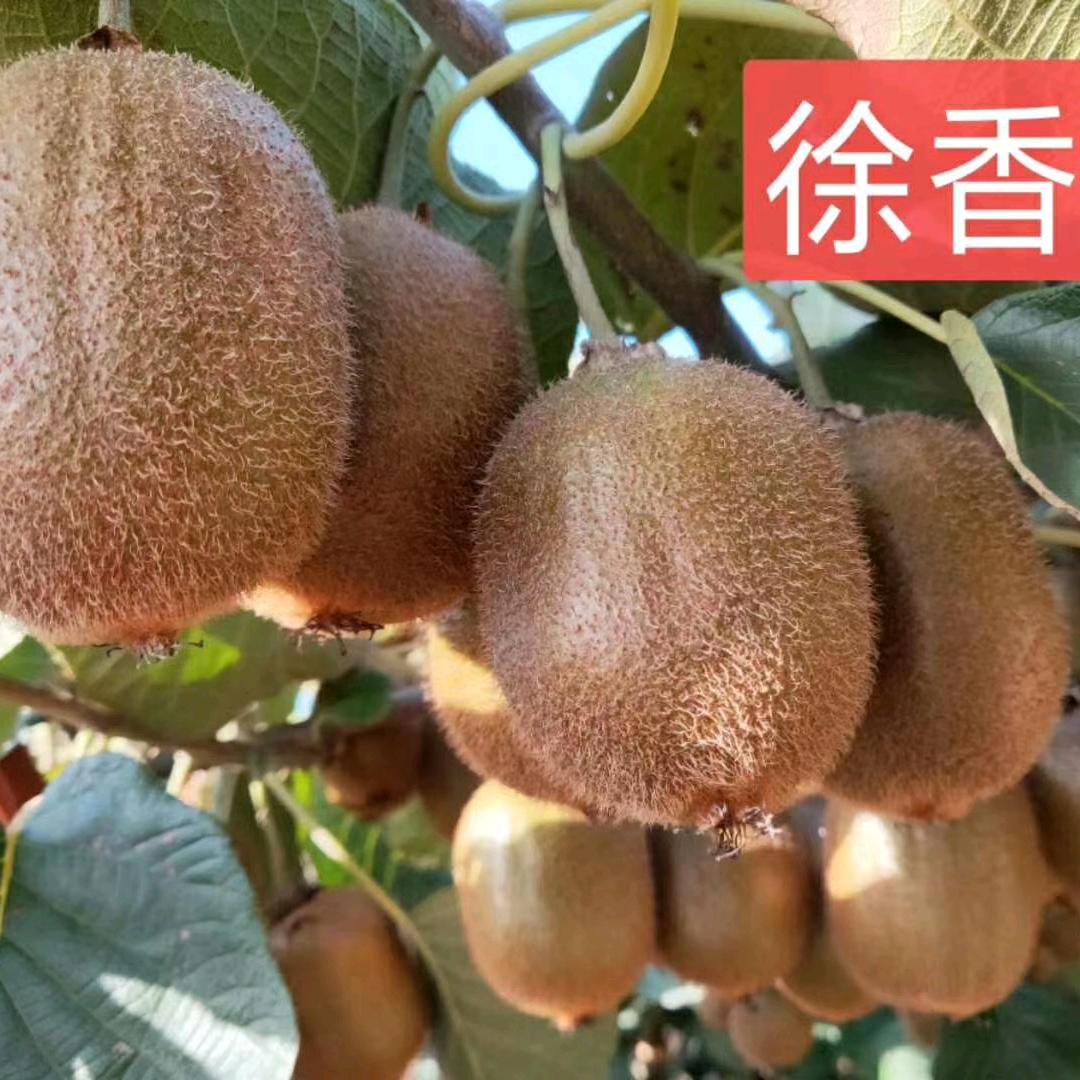 眉县瑞鑫源农技