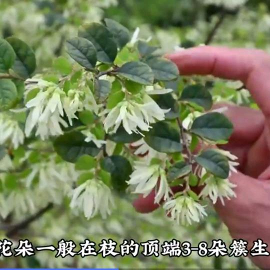 彳亍