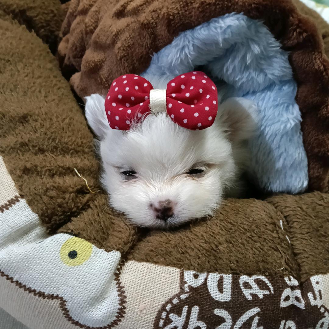 萌宠博美四千金