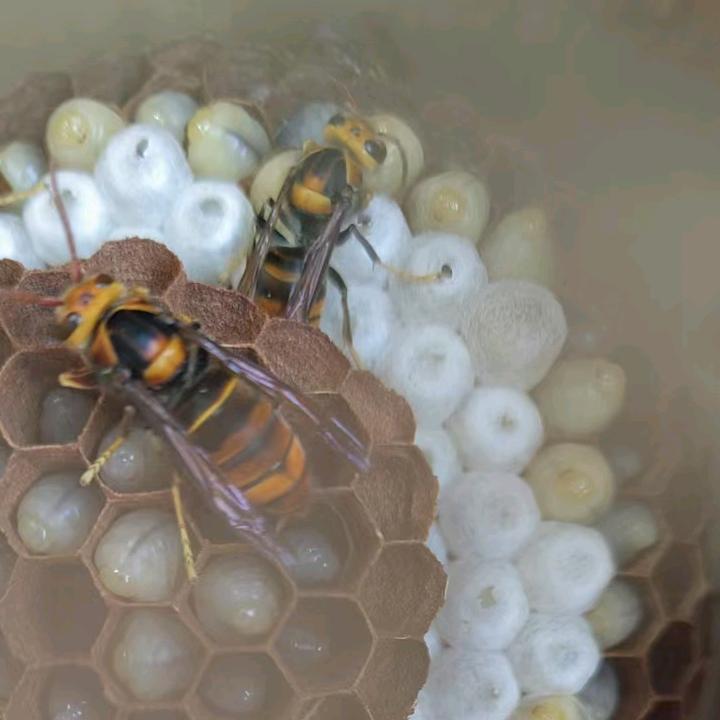 小杨胡蜂养殖