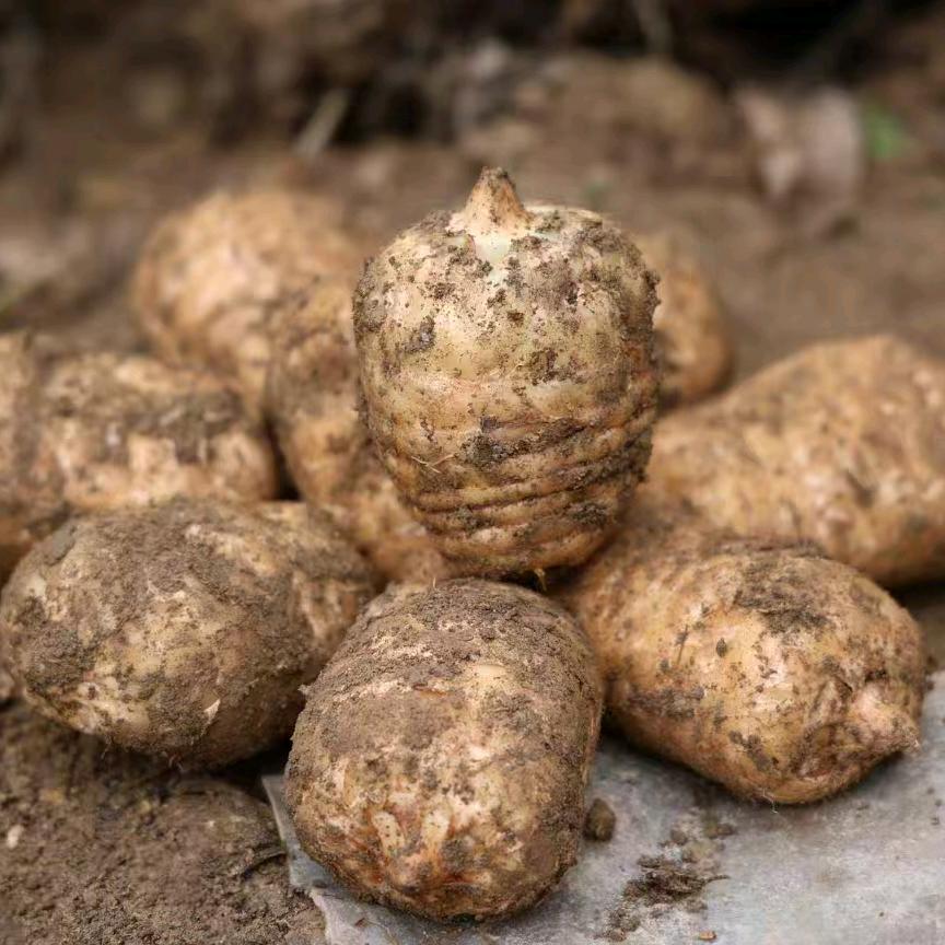 云南昭通本地乌天麻特产店