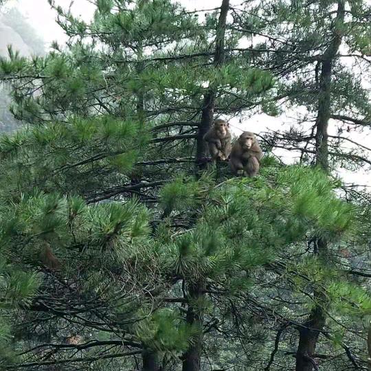 阳光灿烂猪🐷八戒