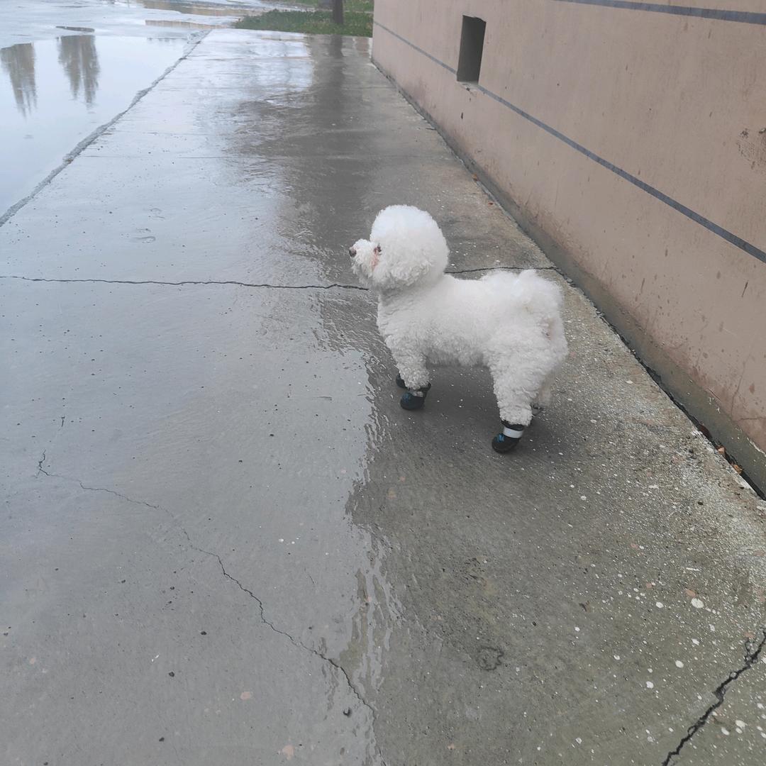 一只小米粒吖🐶