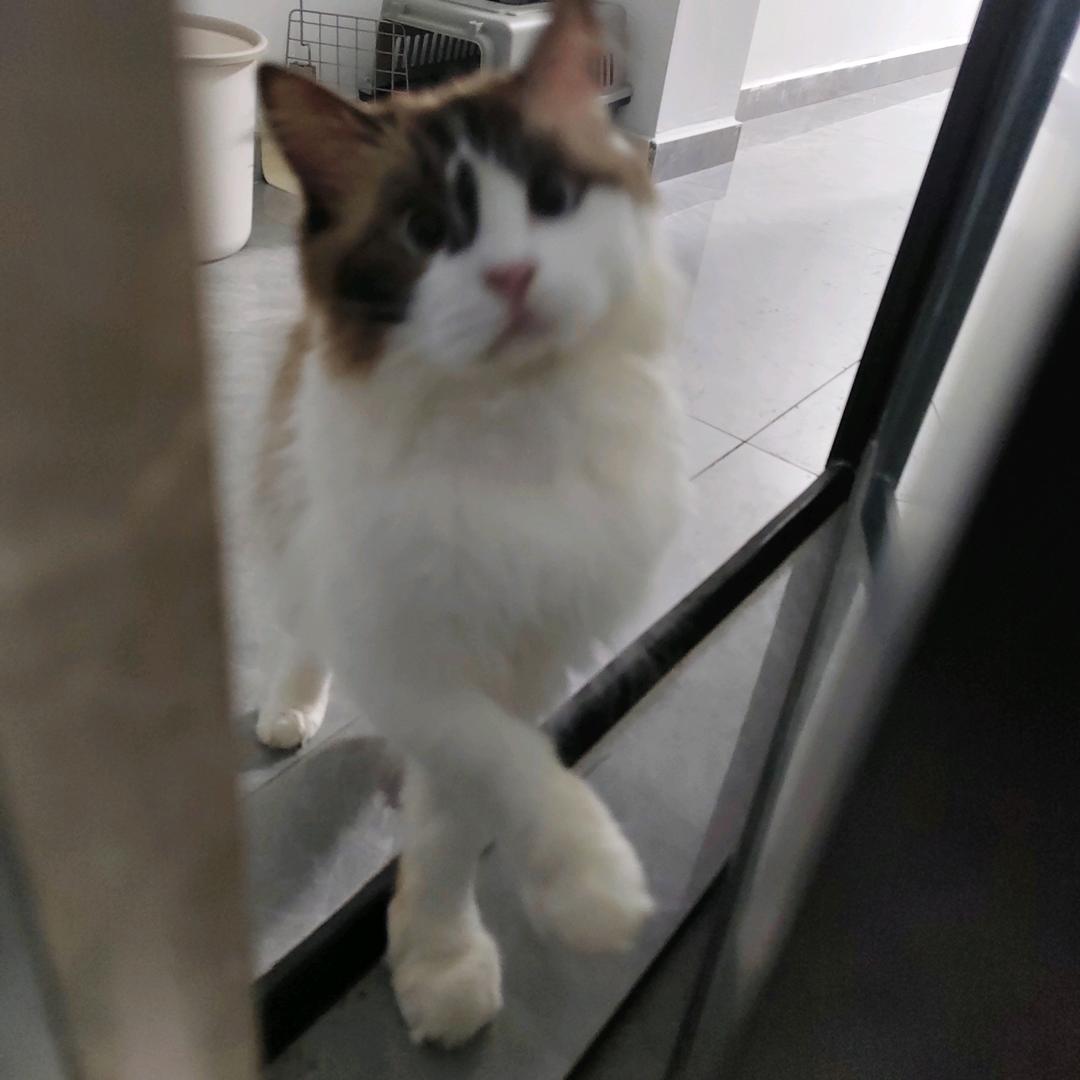 寻找布偶猫（棕白色）