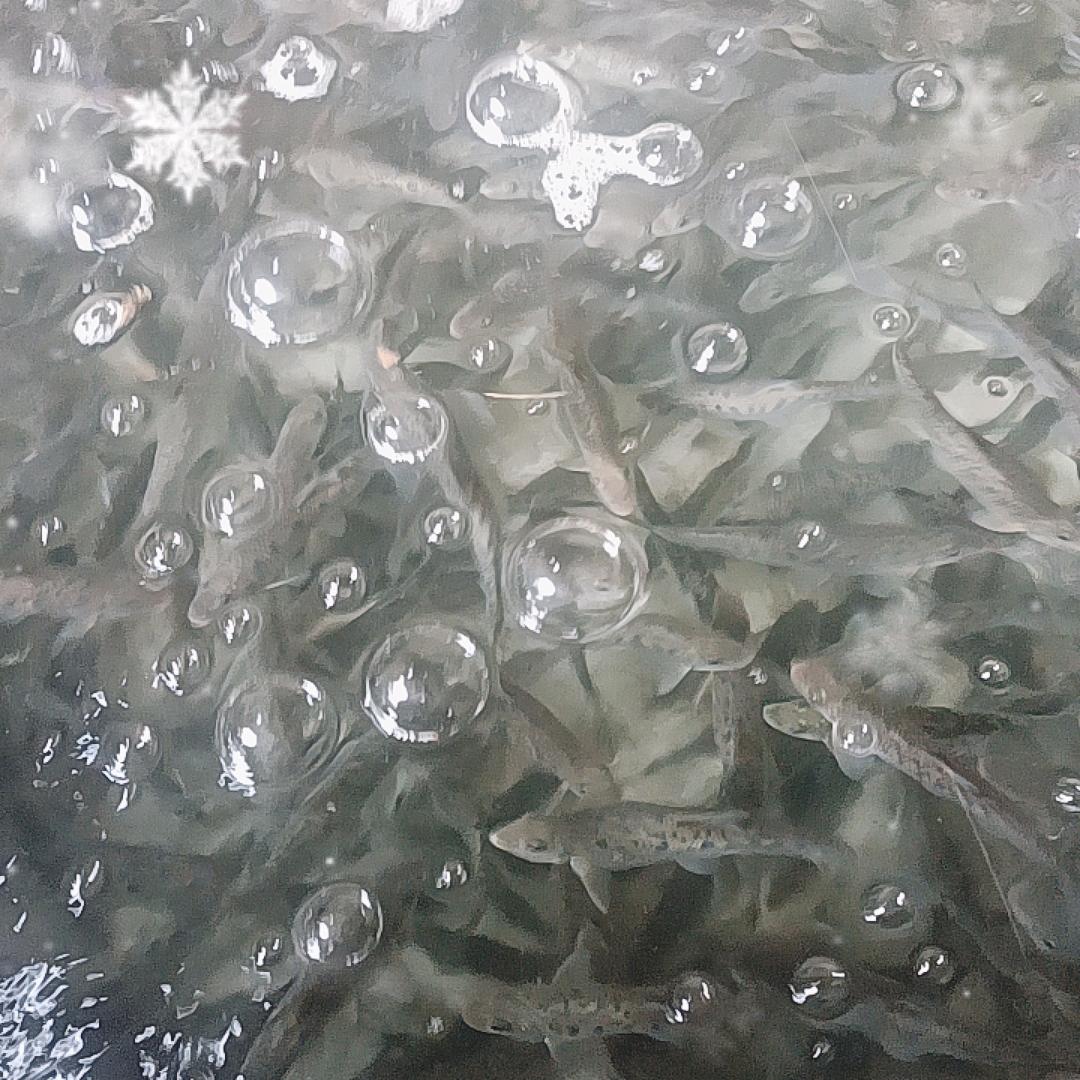 向阳钓场