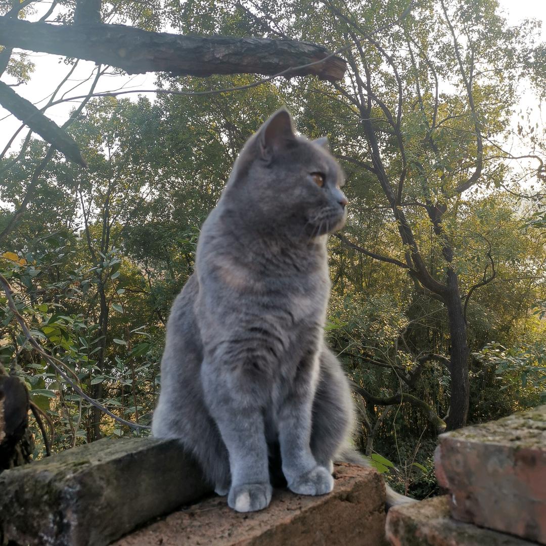 图图的乡下生活