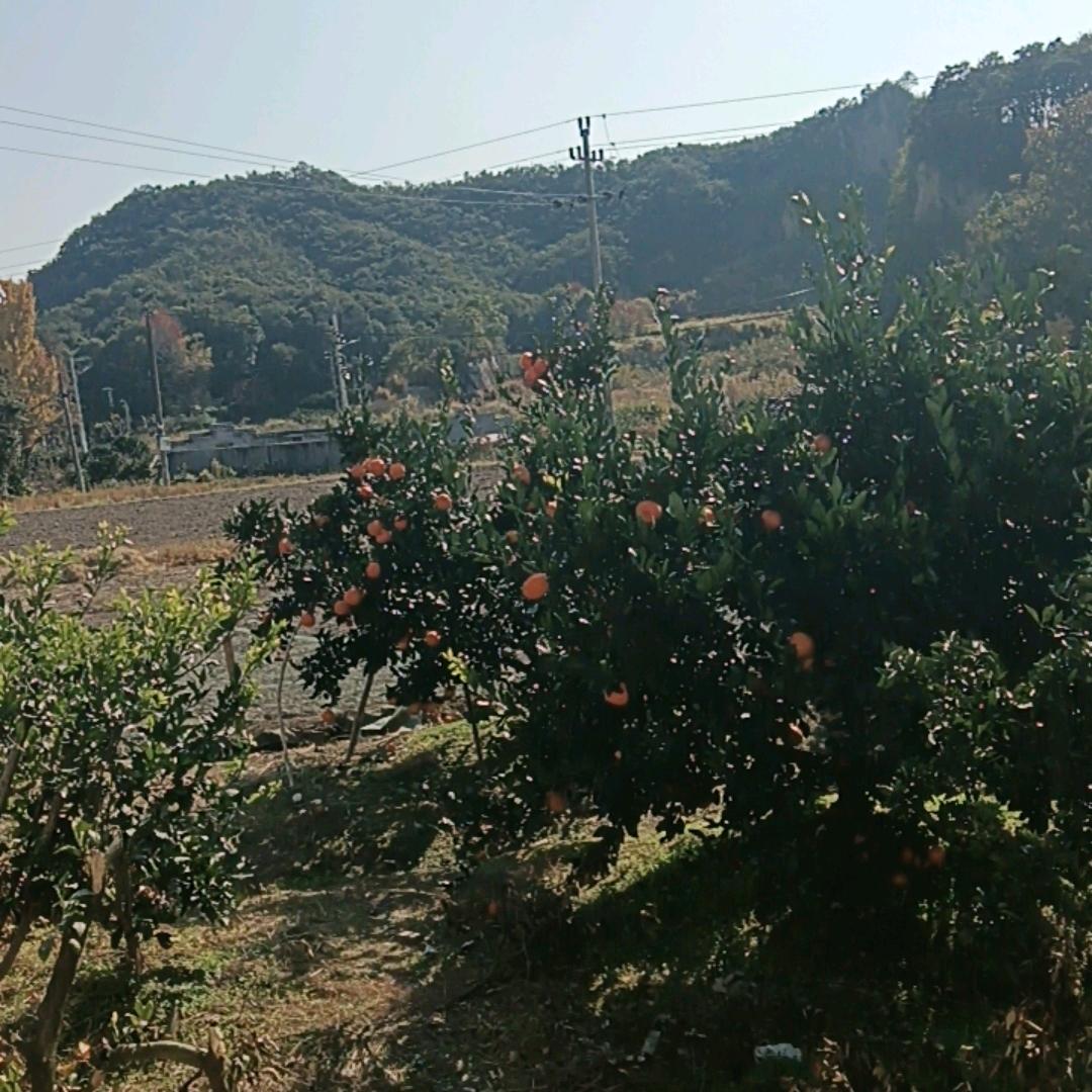 清欢一渡