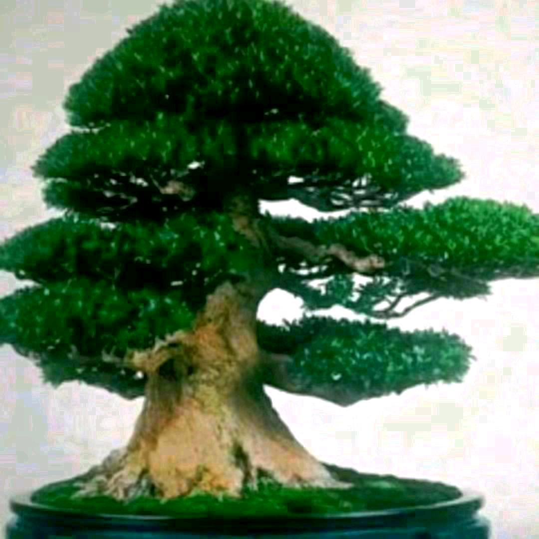 宋文峰大山野土峰蜜