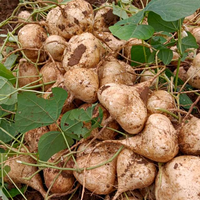 紫云县农艺农副产品