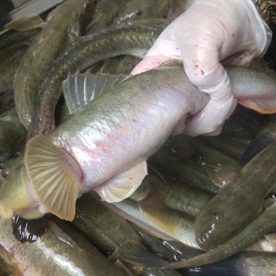 青青海鲜店1零售店