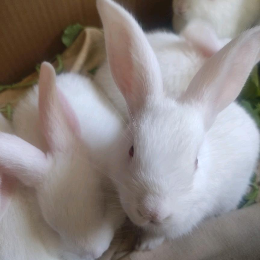 &快&乐&🐇