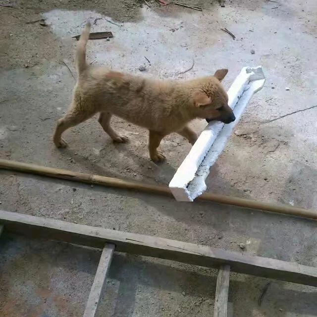 我和大黄的故事