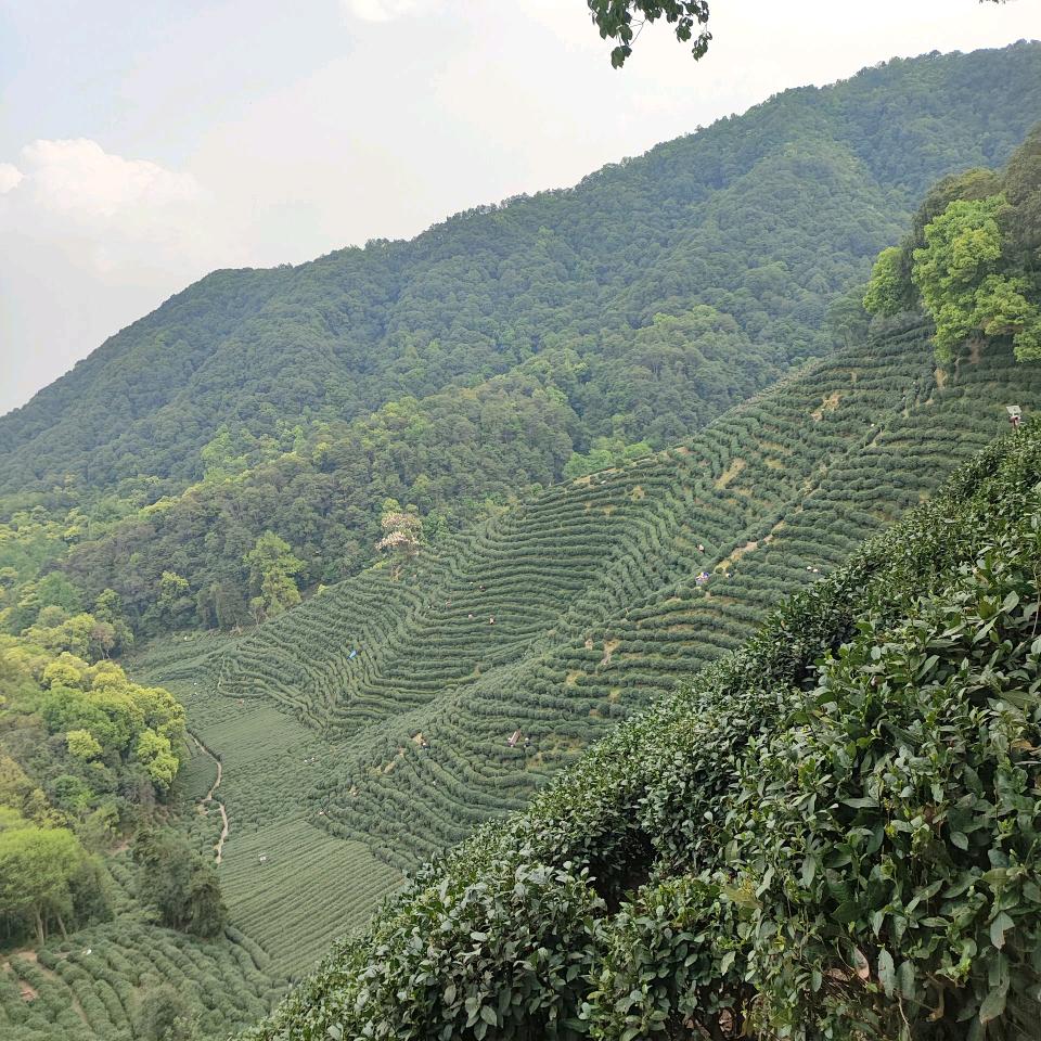 柳岸花明