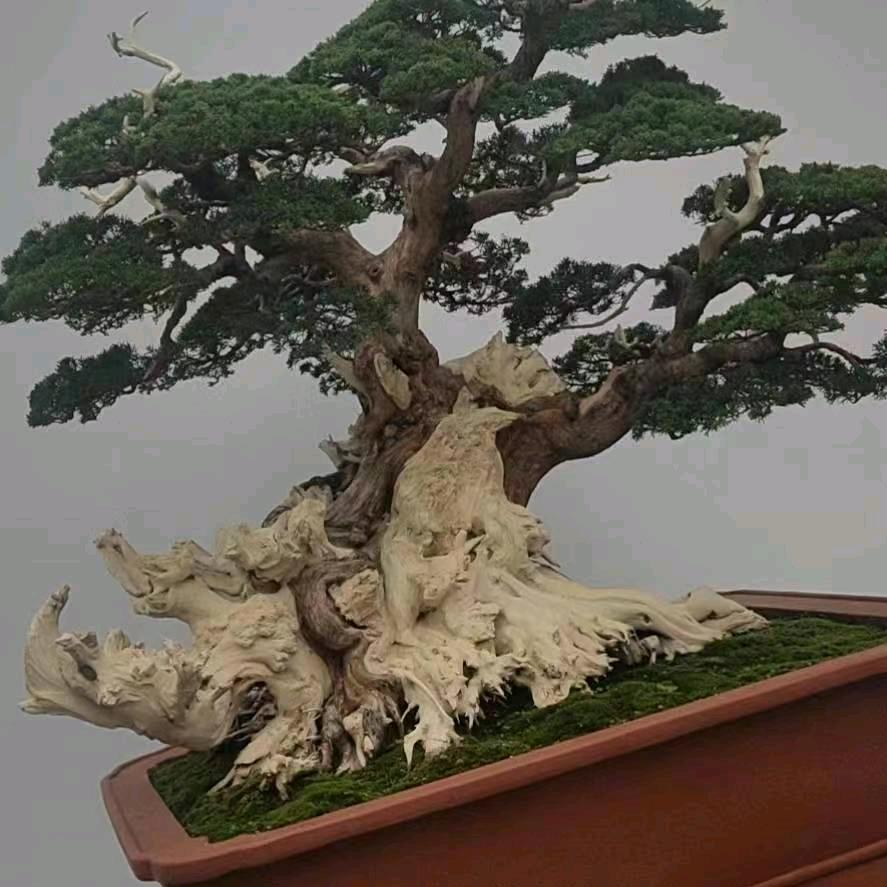 李木子