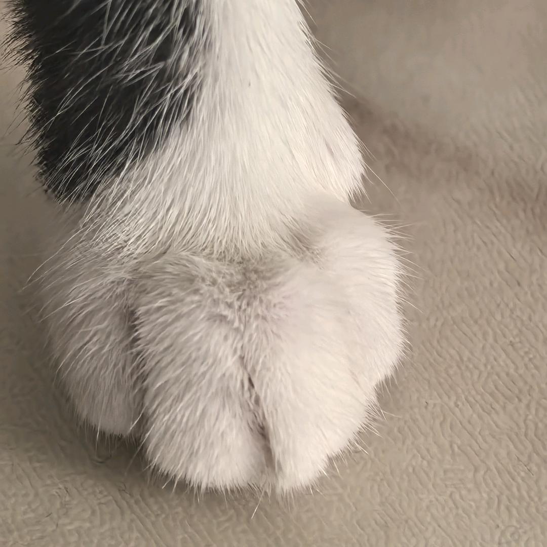 家有狸花喵