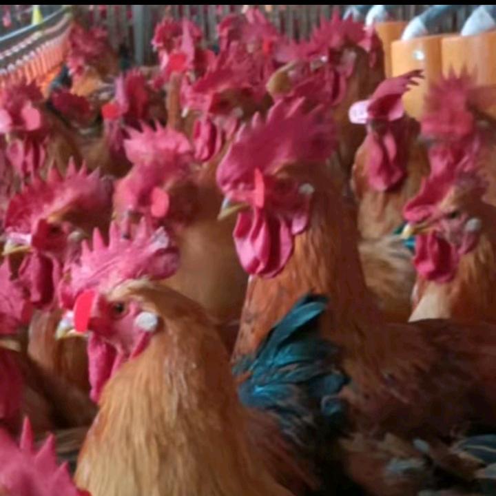 好运连连（郭）