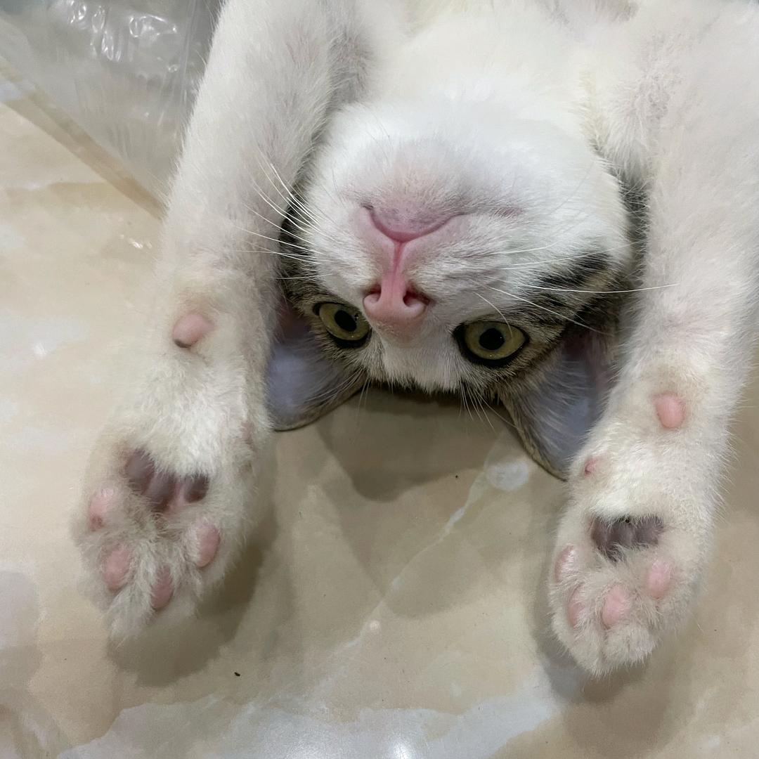 伤心大猪蹄