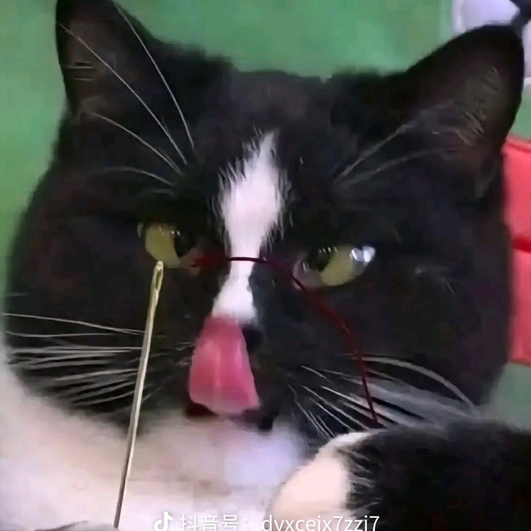 苏云霄