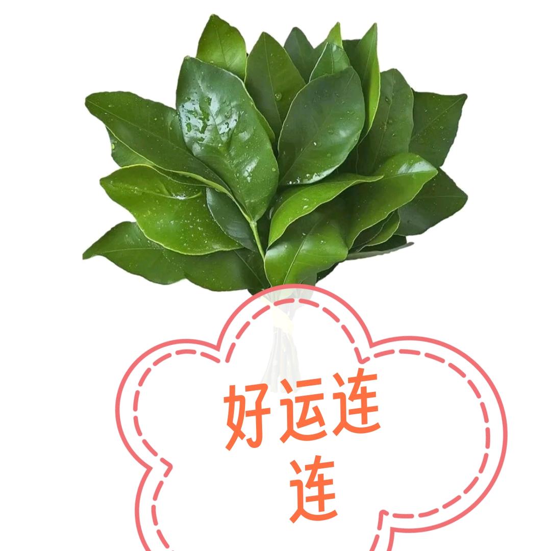 双胞胎女宝妈妈