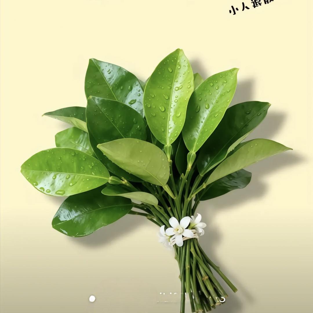 🍊橘子海