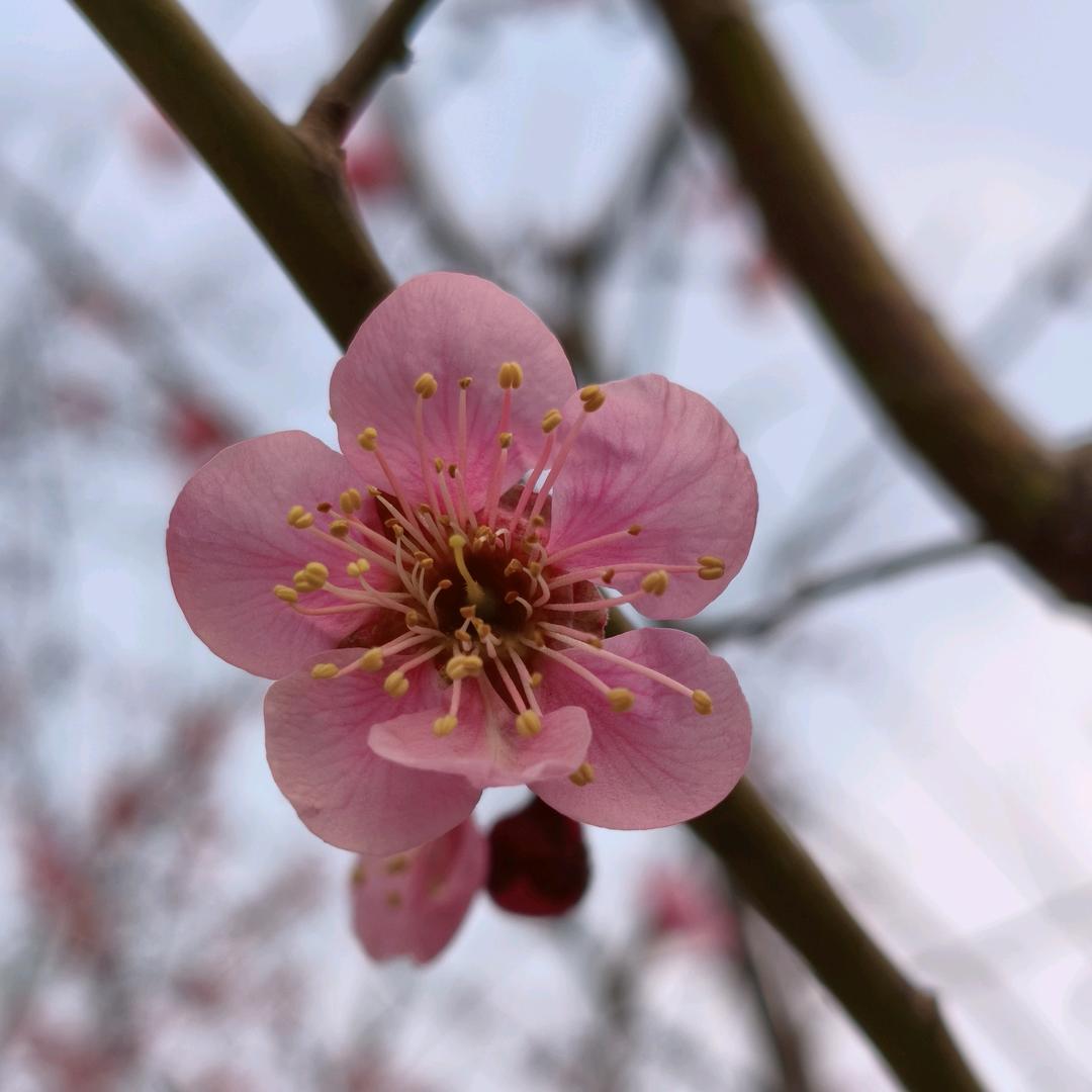 七姑婆