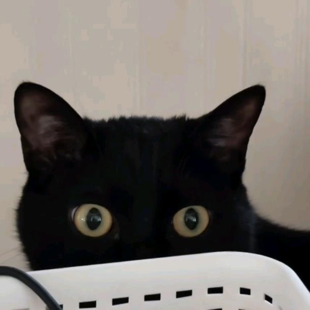 北海🐈‍⬛雅典娜