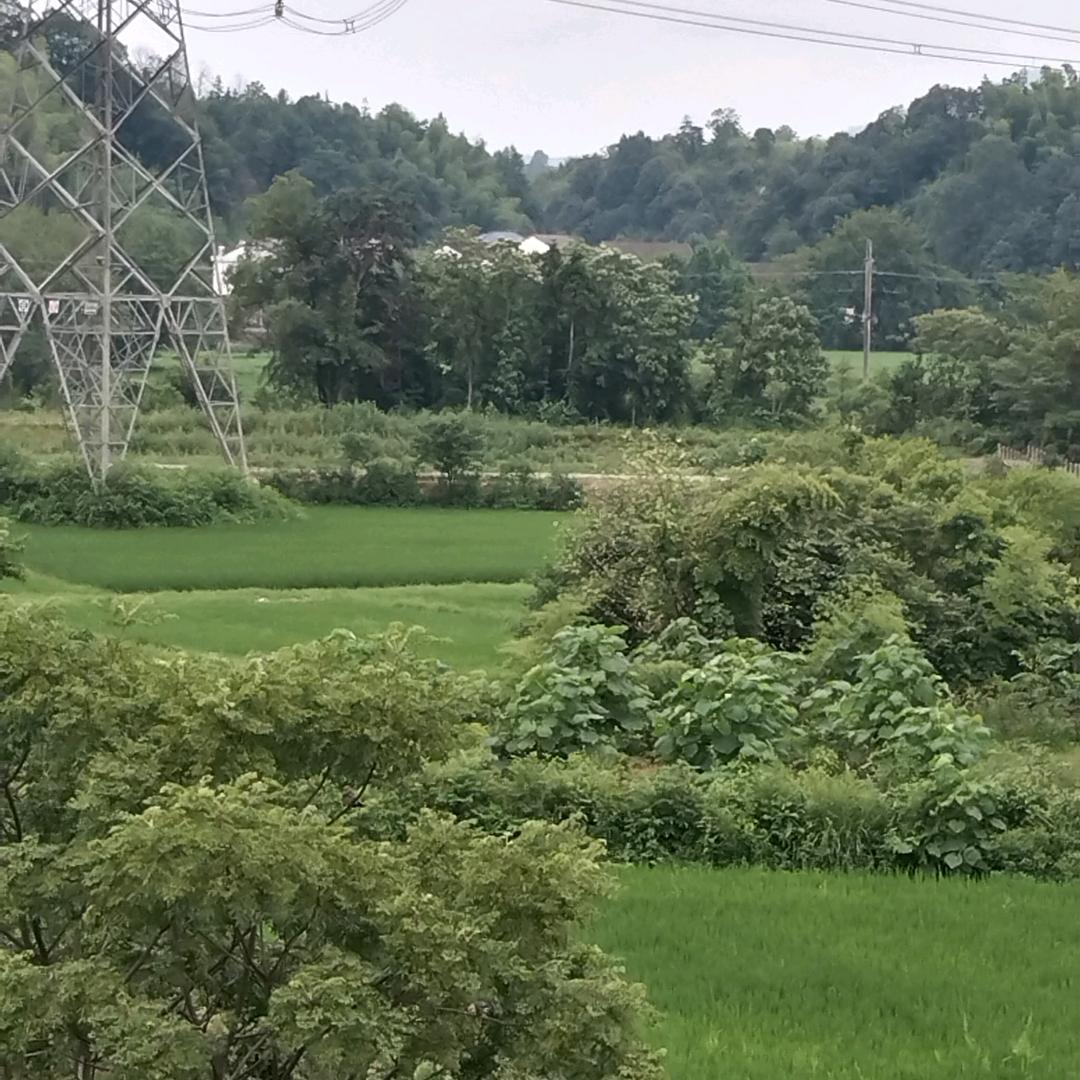 老鹰🦅
