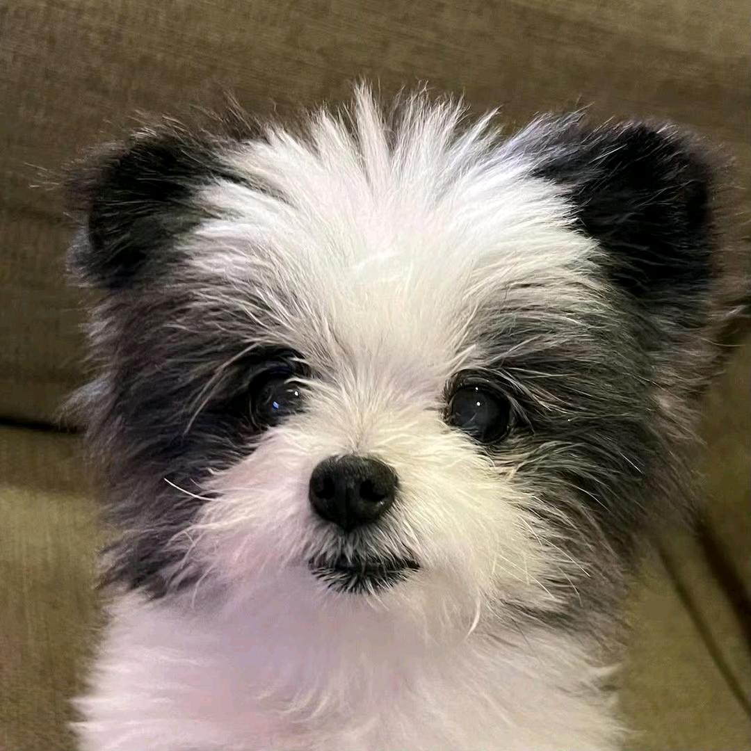 ᥫᩣ？执着杏仁露