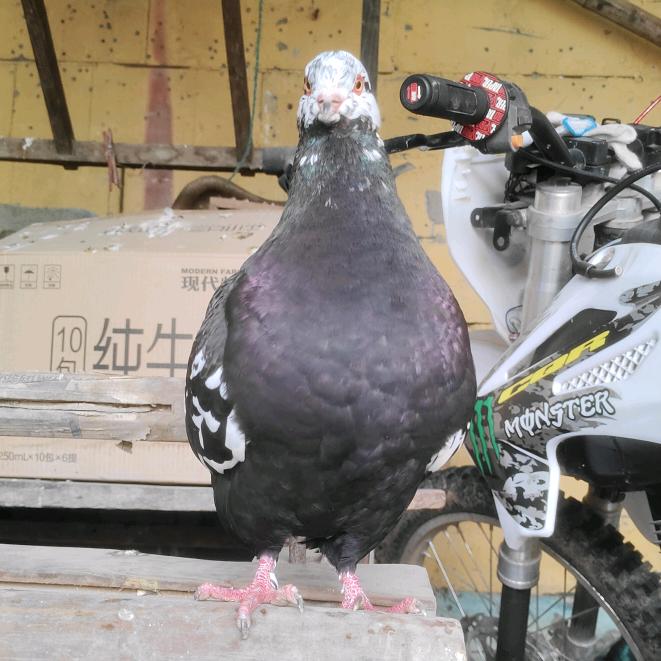 《军厂》