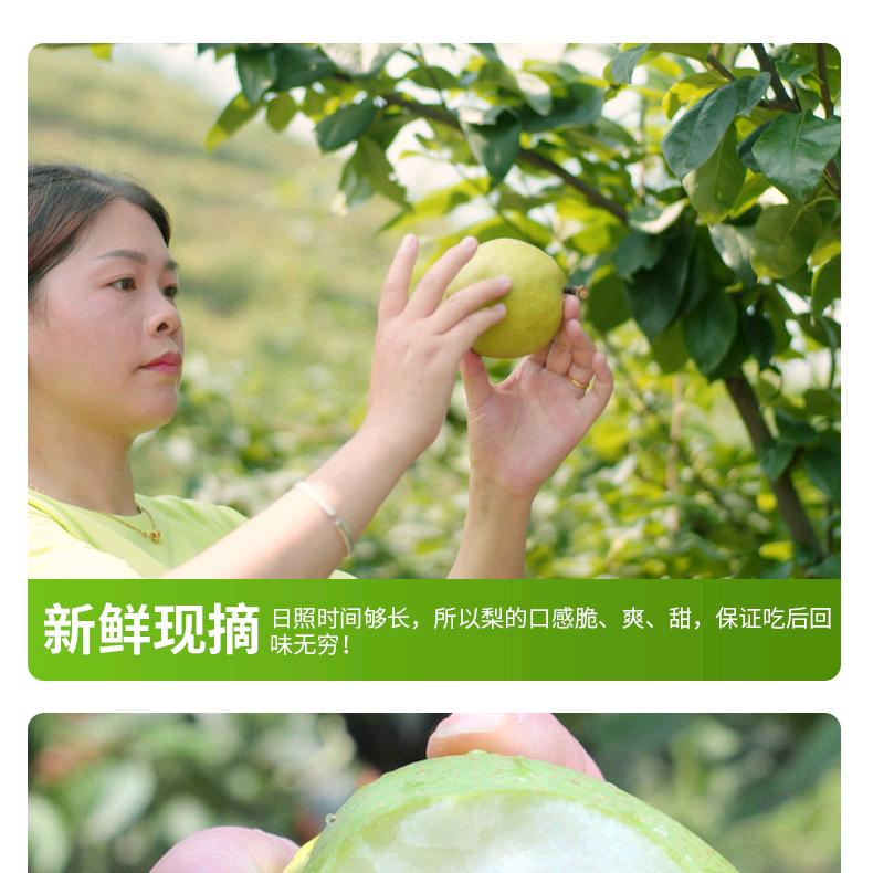 杜姐广安蜜梨