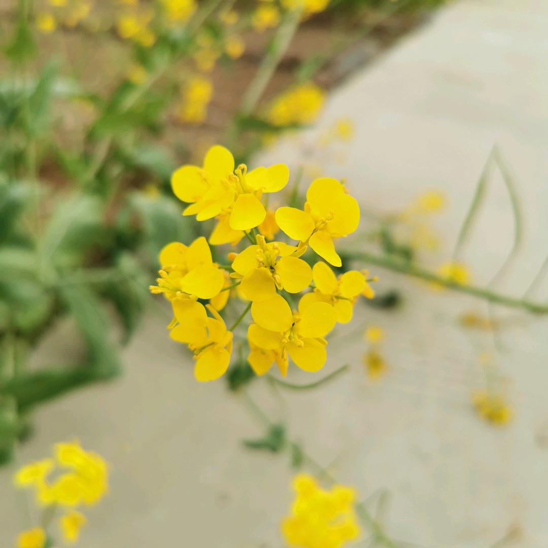 小蔺鲜面条