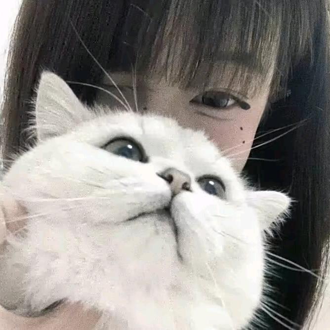 加菲猫