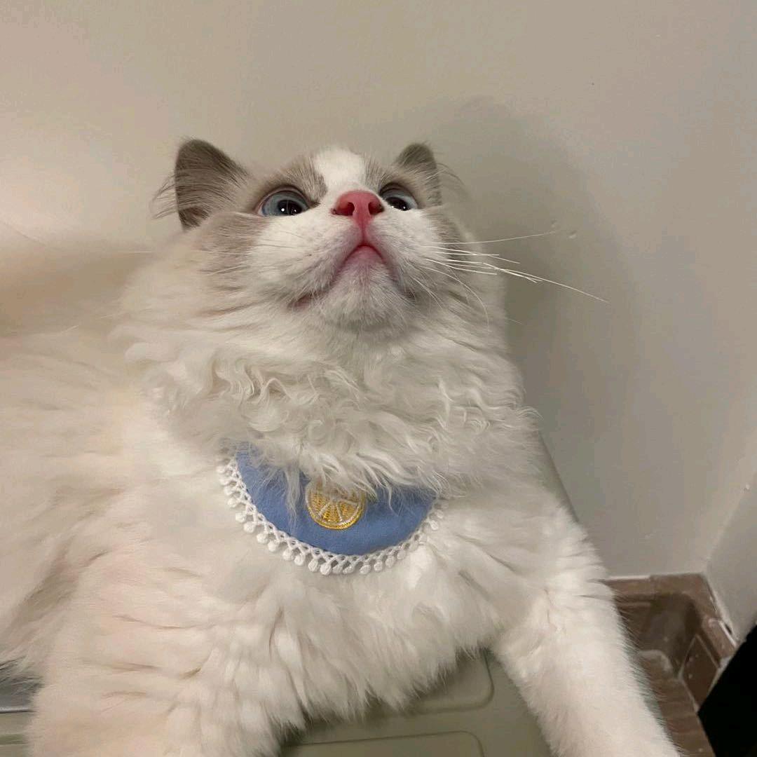 咸鱼