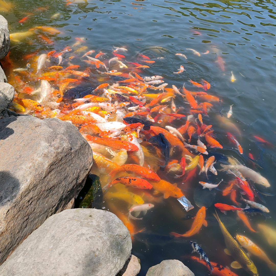 幸运🍀🍀🍀🍀