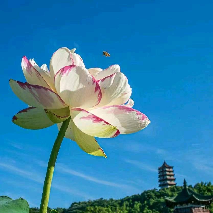 曾少年