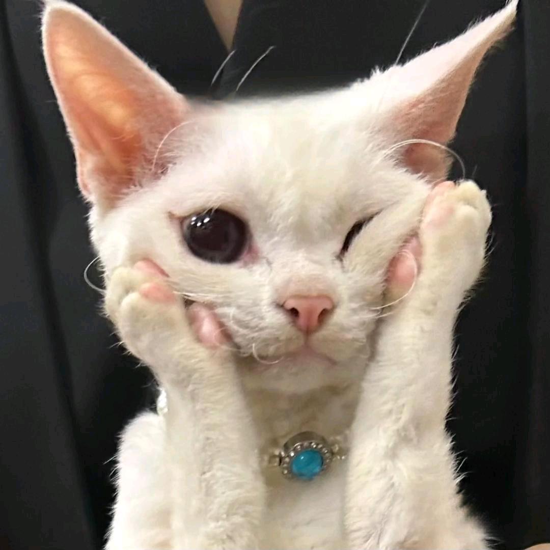 倒拔垂杨柳的林黛玉