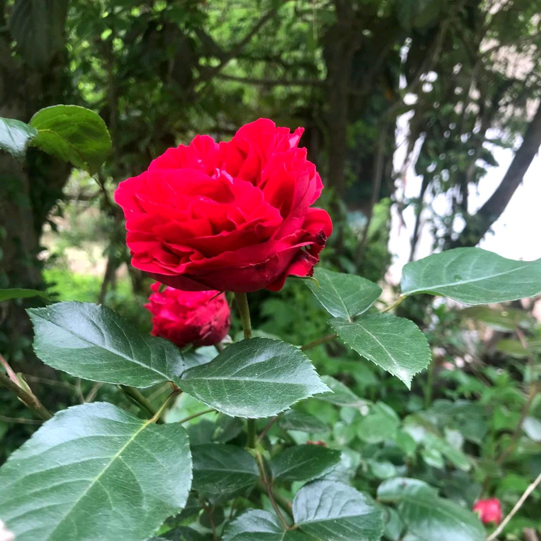 玫瑰花🌹