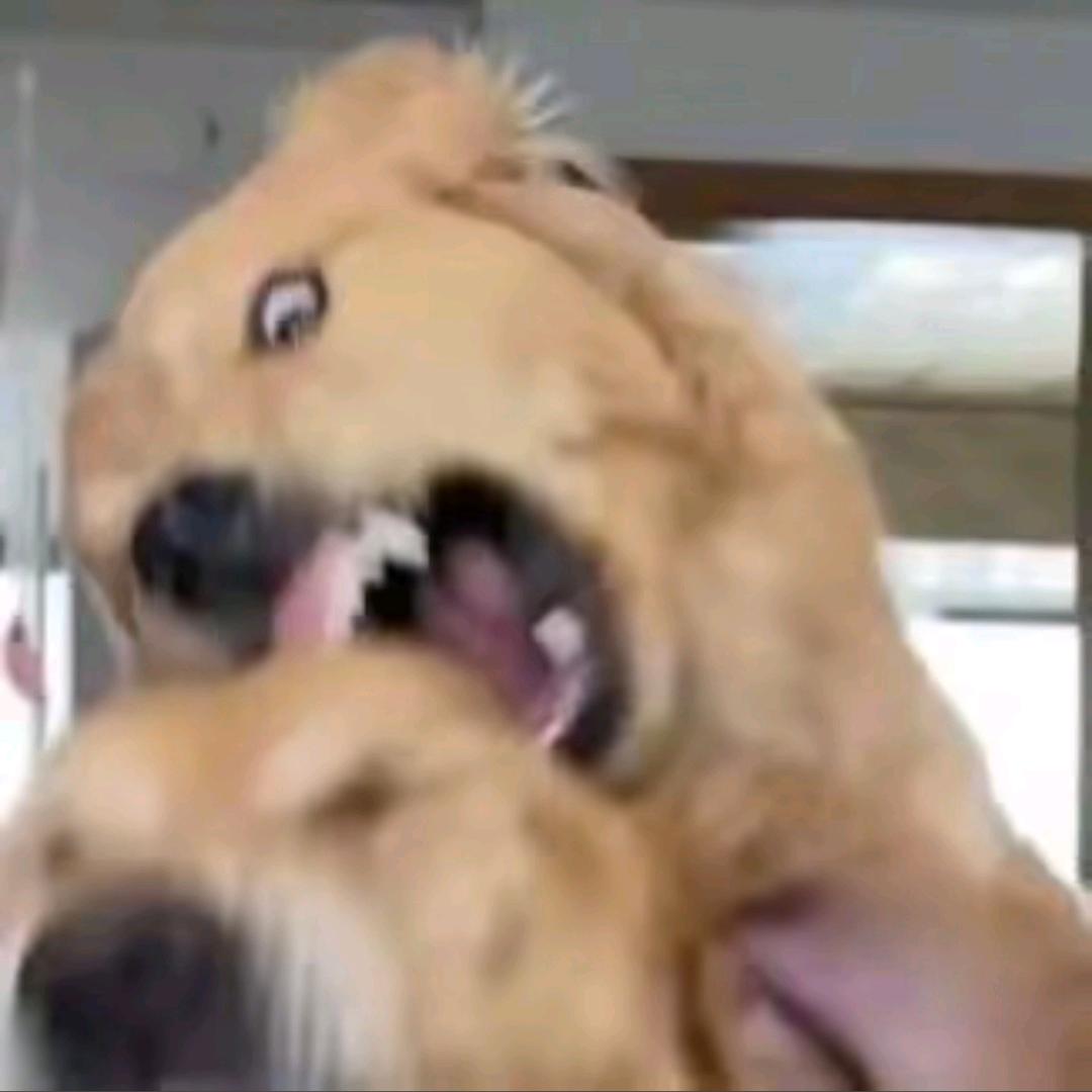 看啥看，咬你啊