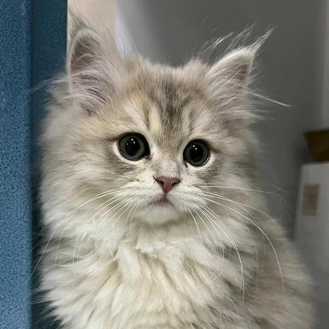 Olivia