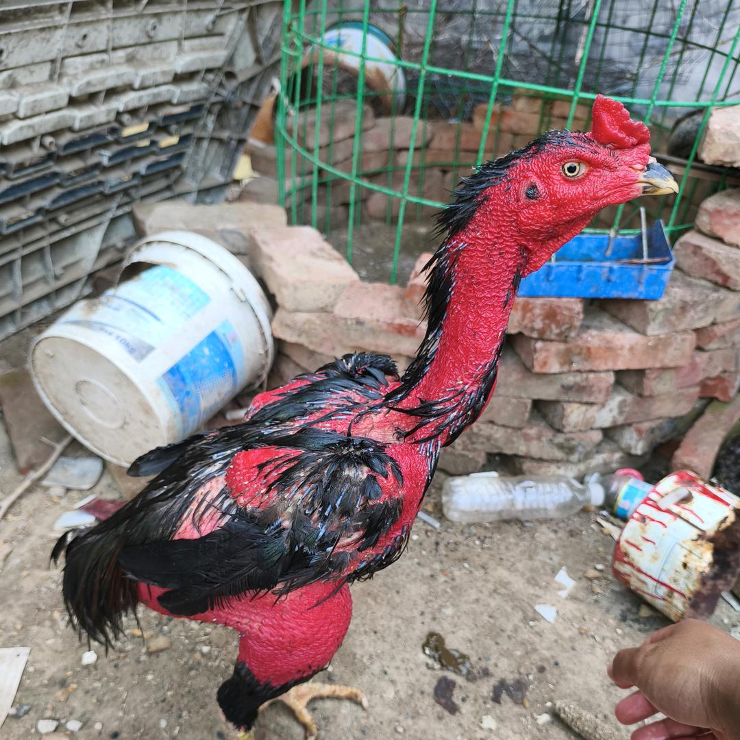 小吴斗鸡